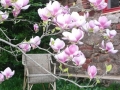 magnolienecke